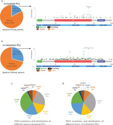 Comprehensive analysis of TP53 and SPOP mutations and their impact on survival in metastatic prostate cancer